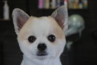 【mix】P君　カットコースのご利用ありがとうございました。　初めてのトリミングでしたので苦手な事がないか様子を見ながら作業しました。　ブラッシングをしてナノバブルオゾン水を使ってシャンプーしてから全身を8mmの長さで揃えました。　爪切りやお耳掃除等もしてお手入れしました◎　特に苦手な事もなくとってもお利口さんにトリミングできました(^^)/栃木県真岡市　トリミングサロン221B