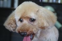 【プードル】Cちゃん　カットコースのご利用ありがとうございました。　全身を短めにカットしてお手入れしました。　爪切りやお耳掃除等をしてからナノバブルオゾン水を使てシャンプーし、ブロー後にカットに入りました。　全身3㎜の長さに揃えてスッキリサッパリになりました◎　今日もとってもお利口さんにトリミングできました(^^)/栃木県真岡市　トリミングサロン221B