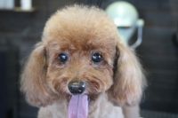 【プードル】Mちゃん　カットコースのご利用ありがとうございました。　体は5mm　手足はハサミでカットして太めに作りました。　お顔はサイドを極力短くして他は揃える程度にカットしました。　爪切りやお耳掃除等もして今日もとってもお利口さんにトリミングできました(^^)/栃木県真岡市　トリミングサロン221B