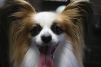 【パピオン】Cちゃん　ナノバブルオゾンシャンプーコースのご利用ありがとうございました。　ブラッシングをして爪切りや肛門腺・お耳掃除をしてからシャンプーに入りました。　ブロー後に足周り・足裏をカットして全身フンワリになりました◎　今日もとってもお利口さんにトリミングできました(^^)/栃木県真岡市　トリミングサロン221B