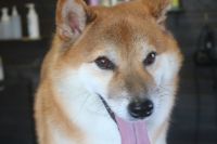 【柴犬】T君　ナノバブルオゾンシャンプーコースのご利用ありがとうございました。　全身をブラッシングしてからオゾン水を使って湯煎してシャンプーしました。　ブロー後に足裏をカットして爪切りやお耳掃除をしてお手入れしました。　今日もとってもお利口さんにトリミングできました(^^)/栃木県真岡市　トリミングサロン221B