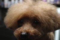 【プードル】M君　ナノバブルオゾンシャンプーコースのご利用ありがとうございました。　爪切りやお耳掃除をしてからオゾン水を使ってシャンプー・リンシングをしました。　ブロー後に目の周りやお顔周りを少しカットしてお手入れしました◎　今日もとってもお利口さんにトリミングできました(^^)/栃木県真岡市　トリミングサロン221B