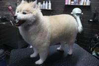 【mix】Aちゃん　カットコースのご利用ありがとうございました。　シャンプーブローをしてから全身を揃える長さでカットをしました。　お尻は短めにして汚れにくいようにしました。　爪切りやお耳掃除等のお手入れもして今日もとってもお利口さんにトリミングできました(^^)/栃木県真岡市　トリミングサロン221B
