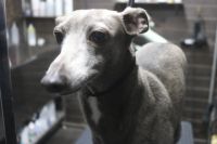 【イタグレ】S君　ナノバブルオゾンシャンプーコースのご利用ありがとうございました。　オゾン水を使ってシャンプーした後に爪切りやお耳掃除等のお手入れをして、足裏を綺麗にしました◎　今日もとってもお利口さんにトリミングできました(^^)/栃木県真岡市　トリミングサロン221B