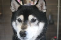 【豆柴】Kちゃん　ナノバブルオゾンシャンプーコースのご利用ありがとうございました。　全身をブラッシングしてから爪切りやお耳掃除をしてオゾン水を使ってシャンプーしました。　ブローをして足裏を綺麗にしてお手入れしました◎　今日もとってもお利口さんにトリミングできました(^^)/栃木県真岡市　トリミングサロン221B