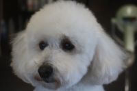 【プードル】Rちゃん　ナノバブルオゾンシャンプーコースのご利用ありがとうございました。　オゾン水を使ってシャンプー・ブローをした後に爪切りやお耳掃除・足裏の処理をしました。　目の周りを少しカットして次回までもつようにしました◎　今日もとってもお利口さんにトリミングできました(^^)/栃木県真岡市　トリミングサロン221B