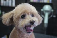 【プードル】Kちゃん　カットコースのご利用ありがとうございました。　全体的に長めの長さに揃えてカットしました。　爪切りやお耳掃除のお手入れをしてシャンプー・ブロー後に仕上げのカットをしました◎　今日もとってもお利口さんにトリミングできました(^^)/栃木県真岡市　トリミングサロン221B