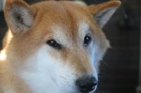【柴犬】H君　ナノバブルオゾンシャンプーコースのご利用ありがとうございました。　最初にブラッシングをしてある程度抜け毛を除去してからシャンプー・リンシングをしてブローをしました。　爪切りやお耳掃除もして今日もとってもお利口さんにトリミングできました(^^)/栃木県真岡市　トリミングサロン221B