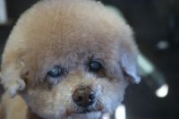 【トイプードル】M君　カットコースのご利用ありがとうございました。　ブラッシングをしてシャンプーブローをしてからカットに入りました。　全体的に長めに揃えるようにカットしました。　爪切り等のお手入れをして、頭は伸ばす方向との事で輪郭を揃えました◎　今日もとってもお利口さんにトリミングできました(^^)/栃木県真岡市　トリミングサロン221B