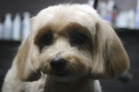 【mix】Kちゃん　カットコースのご利用ありがとうございました。　全身をブラッシングしてからオゾン水を使ってシャンプー・ブローをしてカットに入りました。　6㎜の長さで全身を揃えて、お耳や尻尾は揃える程度にしました◎　今日もとってもお利口さんにトリミングできました(^^)/栃木県真岡市　トリミングサロン221B