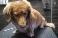 【mix】Aちゃん　カットコースのご利用ありがとうございました。　シャンプーブローをしてから全身を揃える程度の長さで揃えました。　寒い間は少し長めの長さをキープするといいと思います◎　爪切りやお耳掃除もして今日もとってもお利口さんにトリミングできました(^^)/栃木県真岡市　トリミングサロン221B