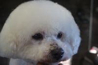【ビション】S君　カットコースのご利用ありがとうございました。　ブラッシングをして爪切り・耳掃除等を済ませてからシャンプーブローをしてカットをしました。　体・手足は6㎜の長さにしてスッキリサッパリになりました◎　今日もとってもお利口さんにトリミングできました(^^)/栃木県真岡市　トリミングサロン221B