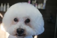 【ビション】E君　カットコースのご利用ありがとうございました。　全身をブラッシングしてからナノバブルオゾン水を使ってシャンプー・ブローをしてからカットに入りました。　前回と同じ長さに揃えて目の周りやお口周りは汚れにくいように短めにしてカットしました◎　今日もとってもお利口さんにトリミングできました(^^)/栃木県真岡市　トリミングサロン221B