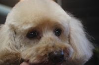 【プードル】Cちゃん　カットコースのご利用ありがとうございました。　全身をブラッシングしてからナノバブルオゾン水を使ってシャンプーした後にカットに入りました。　前回より1mm短くしてスッキリ目の仕上がりになりました◎　爪切りや肛門腺絞り・お耳掃除等もして今日もとってもお利口さんにトリミングできました(^^)/栃木県真岡市　トリミングサロン221B