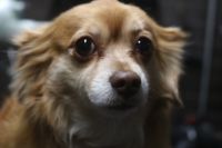 【mix】Cちゃん　ナノバブルオゾンシャンプー＋部分カットのご利用ありがとうございました。　爪切り等のお手入れをしてからナノバブルオゾン水を使ってシャンプーした後にブローをして、尻尾・お尻周り・陰部周りを汚れにくくなるようにしました◎　今日もとってもお利口さんにトリミングできました(^^)/栃木県真岡市　トリミングサロン221B