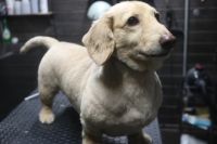 【ダックス】Kちゃん　カットコースのご利用ありがとうございました。　全身を5mmの長さで揃えました。　ブラッシングをしてオゾン水を使ってシャンプーブローをしてから仕上げのカットをしました。　全身短くなってスッキリサッパリになりました◎　今日もとってもお利口さんにトリミングできました(^^)/栃木県真岡市　トリミングサロン221B
