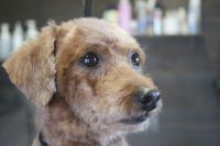 【mix】Cちゃん　カットコースのご利用ありがとうございました。　5mmの長さで全身を揃えました。　爪切りやお耳掃除をしてナノバブルオゾン水を使ってシャンプーブローをしてから仕上げのカットをしました◎　　スッキリサッパリになって今日もとってもお利口さんにトリミングできました(^^)/栃木県真岡市　トリミングサロン221B