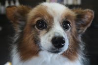 【パピオン】K君　ナノバブルオゾンシャンプーコース＋部分カットのご利用ありがとうございました。　ブラッシングをして爪切りやお耳掃除等をしてからオゾン水を使ってシャンプー・リンシングをしました。　ブローをしてから足裏やお尻のカットをしてお手入れしました◎　今日もとってもお利口さんにトリミングできました(^^)/栃木県真岡市　トリミングサロン221B