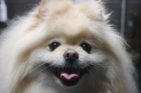 【ポメラニアン】R君　ナノバブルオゾンシャンプーコースのご利用ありがとうございました。　少しずつカットをしてから伸びてきましたが、春先になってからカットをする方向でいいと思います◎　今日は爪切りや足裏等のお手入れをしてシャンプーして全身綺麗になりました◎　今日もとってもお利口さんにトリミングできました(^^)/栃木県真岡市　トリミングサロン221B