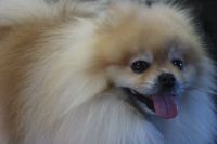【ポメラニアン】C君　ナノバブルオゾンシャンプーコースのご利用ありがとうございました。　ブラッシングをしてからオゾン水を使ってシャンプーとリンシングをしました。　ブローをしてから爪切り・足裏・足周りを整えてお耳掃除等のお手入れをしました◎　全身フワフワになって今日もとってもお利口さんにトリミングできました(^^)/栃木県真岡市　トリミングサロン221B