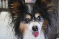 【パピオン】Hちゃん　ナノバブルオゾンシャンプーコース＋部分カットのご利用ありがとうございました。　ブラッシングをして縺れを解いてからナノバブルオゾン水を使ってシャンプー・リンシングをしました。　ブローをしてから足裏・足周りを整えてお尻を少しカットをしてお手入れしました。　今日もとってもお利口さんにトリミングできました(^^)/栃木県真岡市　トリミングサロン221B