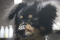 【mix】Cちゃん　ナノバブルオゾンシャンプーコースのご利用ありがとうございました。　全身をブラッシングしてからナノバブルオゾン水を使って湯煎してからシャンプー・リンシングをしてブローをしました。　爪切り・足裏・足周りを整えてお耳掃除等のお手入れをしました◎　今日もとってもお利口さんにトリミングできました(^^)/栃木県真岡市　トリミングサロン221B
