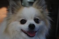 【mix】P君　ナノバブルオゾンシャンプーコースのご利用ありがとうございました。　全身をブラッシングしてから爪切りや肛門腺絞り等をしてシャンプー・ブローをしました。　足裏・足周りを整えてお腹のバリカンを入れて汚れにくくしました◎　今日もとってもお利口さんにトリミングできました(^^)/栃木県真岡市　トリミングサロン221B