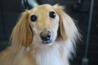 【ダックス】Y君　ナノバブルオゾンシャンプーコースのご利用ありがとうございました。　爪切り等のお手入れをしてからオゾン水を使ってシャンプー・リンシングをしてブローをしました。　足裏・足周りを整えてお耳掃除をして全身綺麗になりました◎　今日もとってもお利口さんにトリミングできました(^^)/栃木県真岡市トリミングサロン221B