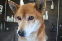 【柴犬】A君　ナノバブルオゾンシャンプーコースのご利用ありがとうございました。　今日はお顔周りを少し洗おうとしたのですが、苦手な感じなのである程度にしてシャンプーブローをしました。　とれにくい匂いも多少はとれたと思いますが、換毛期で抜ければよくなると思います◎　今日もとってもお利口さんにトリミングできました(^^)/栃木県真岡市　トリミングサロン221B