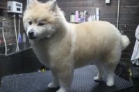 【mix】Aちゃん　カットコースのご利用ありがとうございました。　シャンプーブローをしてから全身を揃える程度にオールシザーでカットしました。　寒い時期は少し長めの長さをキープする感じでいいと思います◎　今日もとってもお利口さんにトリミングできました(^^)/栃木県真岡市　トリミングサロン221B