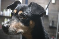 【ジャーマンピンシャー】Mちゃん　ナノバブルオゾンシャンプーコースのご利用ありがとうございました。　オゾン水を使って湯煎してからシャンプーをして、ブロー後に爪切りやお耳掃除をしました◎　　今日もとってもお利口さんにトリミングできました(^^)/栃木県真岡市　トリミングサロン221B