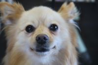 【mix】Mちゃん　ナノバブルオゾンシャンプー＋部分カットのご利用ありがとうございました。　シャンプーブローをしてから爪切りや足周りを整えてお尻・前肢の飾り毛をカットしてお手入れしました◎　お耳掃除や肛門腺絞りもして今日もとってもお利口さんにトリミングできました(^^)/栃木県真岡市　トリミングサロン221B