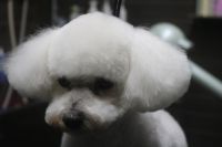 【ビション】Rちゃん　カットコースのご利用ありがとうございました。　全身を8㎜の長さで揃えました。　寒い間は8㎜でいいと思います◎　爪切りや肛門腺絞り・お耳掃除等のお手入れもして綺麗になりました◎　今日もとってもお利口さんにトリミングできました(^^)/栃木県真岡市　トリミングサロン221B