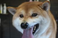 【柴犬】T君　ナノバブルオゾンシャンプーコースのご利用ありがとうございました。　全身をブラッシングして抜け毛を除去してからオゾン水を使ってシャンプーしました。　ブロー後に爪切りやお耳掃除をして全身綺麗になりました◎　今日もとってもお利口さんにトリミングできました(^^)/栃木県真岡市　トリミングサロン221B