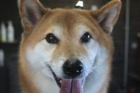 【柴犬】T君　ナノバブルオゾンシャンプーコースのご利用ありがとうございました。　換毛期が始まってきたようですがブラッシングをしてからオゾン水を使ってシャンプー・リンシングをしてブローをしました。　爪切りやお耳掃除等のお手入れもして今日もとってもお利口さんにトリミングできました(^^)/栃木県真岡市　トリミングサロン221B