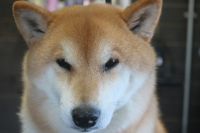 【柴犬】H君　ナノバブルオゾンシャンプーコースのご利用ありがとうございました。　被毛は落ち着いている状態でしたのですぐにシャンプーに入ることができました。　ブローをしてから爪切り・足裏・お耳掃除等のお手入れをして全身綺麗になりました◎　今日もとってもお利口さんにトリミングできました(^^)/栃木県真岡市　トリミングサロン221B