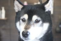 【柴犬】Kちゃん　ナノバブルオゾンシャンプーコースのご利用ありがとうございました。　良くお手入れされていたので直ぐにシャンプーに入る事ができました◎　オゾン水を使ってシャンプー・リンシングをしてブローをした後に爪切りやお耳掃除等のお手入れと足裏を綺麗にしました。　今日もとってもお利口さんにトリミングできました(^^)/栃木県真岡市　トリミングサロン221B