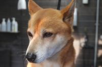 【柴犬】A君　ナノバブルオゾンシャンプーコースのご利用ありがとうございました。　ブラッシングをしてからオゾン水を使ってシャンプー・リンシングをしてブローをしました。　お耳掃除や爪切り等のお手入れもして綺麗になりました◎　今日もとってもお利口さんにトリミングできました(^^)/栃木県真岡市　トリミングサロン221B