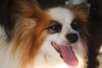 【パピオン】Cちゃん　ナノバブルオゾンシャンプーコースのご利用ありがとうございました。　換毛期なので全身をしっかりとブラッシングしてからオゾン水を使ってシャンプー・リンシングをしました。　ブローをして爪切りや足裏・足周りを整えて全身綺麗になりました◎　　今日もとってもお利口さんにトリミングできました(^^)/栃木県真岡市　トリミングサロン221B