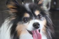 【パピオン】Hちゃん　ナノバブルオゾンシャンプーコースのご利用ありがとうございました。　全身をブラッシングして縺れを解いてからオゾン水を使ってシャンプーしました。　ブローをしてから足周りやお尻をカットして全身綺麗になりました◎　今日もとってもお利口さんにトリミングできました(^^)/栃木県真岡市　トリミングサロン221B