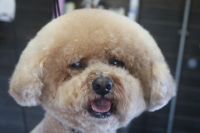 【mix】K君　カットコースのご利用ありがとうございました。　全身をブラッシングしてからオゾン水を使ってシャンプー・リンシングをしてブローをしました。　体は5mm・手足は10mmの長さに揃えてカットしました◎　　今日もとってもお利口さんにトリミングできました(^^)/栃木県真岡市　トリミングサロン221B