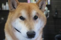【柴犬】H君　ナノバブルオゾンシャンプーコースのご利用ありがとうございました。　全身をブラッシングしてからオゾン水を使ってシャンプー・リンシングをしました。　ブローをして爪切りやお耳掃除をして全身綺麗になりました◎　今日もとってもお利巧さんにトリミングできました(^^)/栃木県真岡市　トリミングサロン221B
