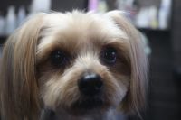 【ヨークシャーテリア】Lちゃん　カットコースのご利用ありがとうございました。　体・手足は短めの長さに揃えて、お顔はスッキリサッパリにカットしました。　お耳は長めに残すようにしていつもの感じになりました◎　今日もとってもお利口さんにトリミングできました(^^)/栃木県真岡市　トリミングサロン221B
