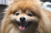 【ポメラニアン】Sちゃん　ナノバブルオゾンシャンプー＋部分カットのご利用ありがとうございました。　全身をブラッシングして爪切り等を済ませてからシャンプーしました。　ブローをしてからお尻をカットして、足周りを整えて全身綺麗になりました◎　今日もとってもお利口さんにトリミングできました(^^)/栃木県真岡市　トリミングサロン221B