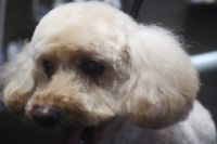 【プードル】Cちゃん　カットコースのご利用ありがとうございました。全身をブラッシングしてからオゾン水を使ってシャンプーしてからカットに入りました。　体・手足は5mmの長さに揃えて、お顔は汚れにくいように短めにしてカットしました◎　今日もとってもお利口さんにトリミングできました(^^)/栃木県真岡市　トリミングサロン221B