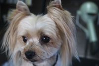【ヨーキー】Mちゃん　カットコースのご利用ありがとうございました。　全身を短めの長さに揃えました。　爪切りやお耳掃除をしてシャンプーブローをしてからカットに入りました。　お耳の飾り毛は残すようにして目の周り・お口周りは短めにしました◎　今日もとってもお利口さんにトリミングできました(^^)/栃木県真岡市　トリミングサロン221B