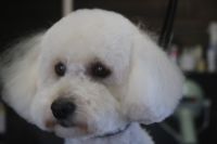 【プードル】R君　カットコースのご利用ありがとうございました。　暖かくなってきたのでいつもの短めの長さに全身を揃えました。　オゾン水を使ってシャンプー後にブローをして仕上げのカットをしました。　お腹のバリカンは荒れないように今日は控えておきました。　汚れる部分があればそこだけをカットしようと思います◎　今日もとってもお利口さんにトリミングできました(^^)/栃木県真岡市　トリミングサロン221B