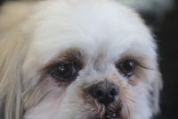【シーズー】Kちゃん　ナノバブルオゾンシャンプーコースのご利用ありがとうございました。　爪切りやお耳掃除をしてオゾン水を使って湯煎してからシャンプー・リンシングをしてブローをしました。　目の周りを少しカットして次回まで持つようにしました◎　今日もとってもお利口さんにトリミングできました(^^)/栃木県真岡市　トリミングサロン221B