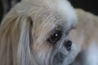 【シーズー】Aちゃん　ナノバブルオゾンシャンプーコースのご利用ありがとうございました。　爪切り等の基本的なお手入れをしてからオゾン水を使ってシャンプー・リンシングをしました。　ブローをして足周りを整えて目の周りを少しカットしました◎　今日もとってもお利口さんにトリミングできました(^^)/栃木県真岡市　トリミングサロン221B