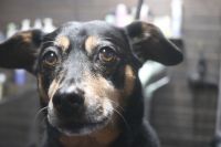 【ジャーマンピンシャー】Mちゃん　ナノバブルオゾンシャンプーコースのご利用ありがとうございました。　オゾン水を使って湯煎してからシャンプー・リンシングをしてブローをしました。　お耳掃除・爪切り等のお手入れをして全身綺麗になりました◎　今日もとってもお利口さんにトリミングできました(^^)/栃木県真岡市　トリミングサロン221B